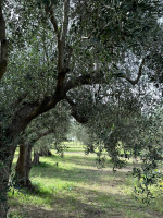 /album/galleria-di-foto/whatsapp-image-2025-10-12-at-15-25-09-jpeg/